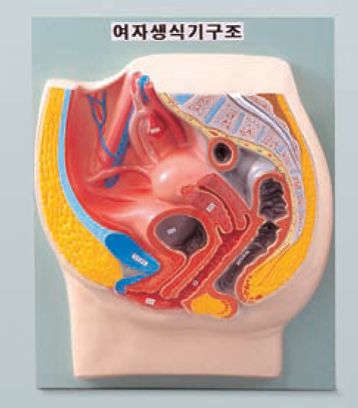 N1016 여자생식기구조 B형-일체형