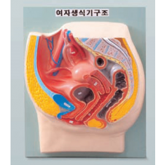 N1016 여자생식기구조 B형-일체형