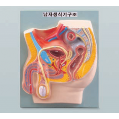 N1013 남자 생식기구조 모형B형-일체형
