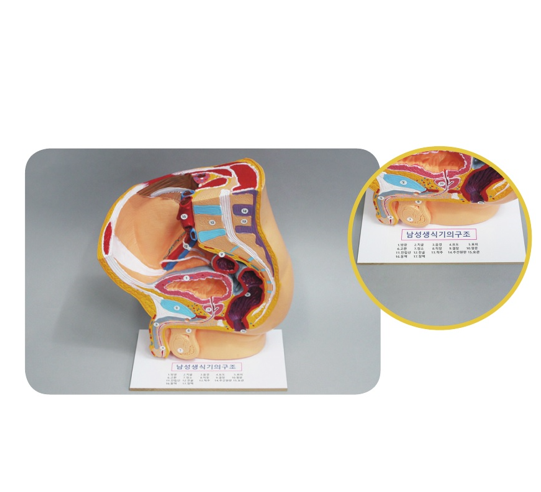 남성 생식모형(스탠드식,고무재질)